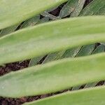 Encephalartos pterogonus पत्ता