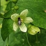 Bryonia cretica Flower