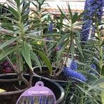 Echium webbii Ліст