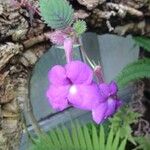 Achimenes grandiflora Flower