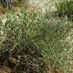 Ephedra viridis Habit