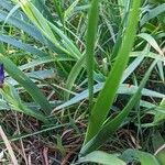 Iris douglasiana Blad