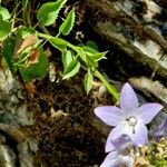 Campanula pyramidalis Φύλλο