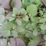 Cardamine hirsuta Blad