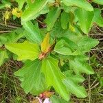 Clappertonia ficifolia Levél