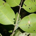 Eugenia cararaensis Leaf