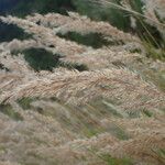 Achnatherum calamagrostis Frucht