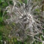 Pulsatilla alpina Fruit