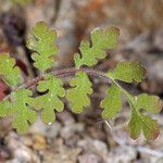 Phacelia cryptantha পাতা