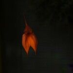 Masdevallia veitchianaЦвят