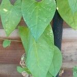 Fallopia dumetorum Leaf