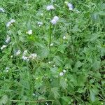 Ageratum conyzoidesΦύλλο