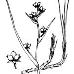 Scheuchzeria palustris Övriga