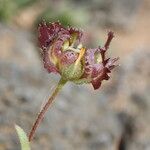 Calendula tripterocarpa Цвят