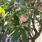 Plumeria rubra Лист