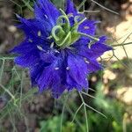 Nigella damascena Blüte