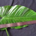 Philodendron jodavisianum Leaf