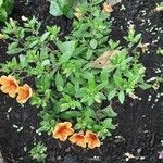 Calibrachoa parviflora Habit