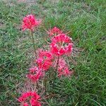 Lycoris radiata Blomst