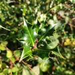 Ilex aquifolium Leaf