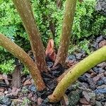 Begonia nepalensis Lubje