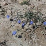 Linum lewisii Flower