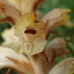 Orobanche caryophyllacea Floare