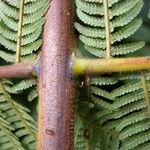 Cyathea bicrenata Кара