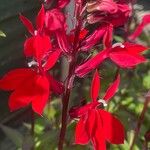 Lobelia cardinalis Blomst