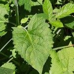 Salvia glutinosa Blatt