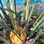 Cycas circinalis Leaf