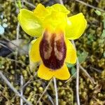 Ophrys luteaFlower