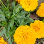 Coreopsis grandifloraΛουλούδι