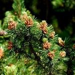 Pinus mugo Характер