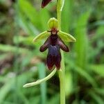 Ophrys insectifera 花