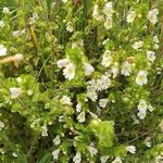 Euphrasia officinalis Flor