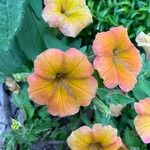 Petunia spp. Flors