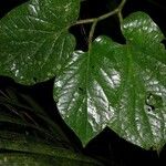 Piper auritifolium Frunză