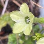 Nicotiana alata Flors