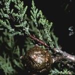 Cupressus macnabiana Fruto