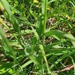 Tetrapogon roxburghiana Leaf