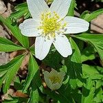 Anemonoides quinquefolia Flower
