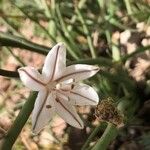 Asphodelus fistulosus Kwiat