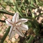 Asphodelus fistulosus Blomma