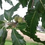 Quercus castaneifolia Frukto