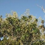 Myodocarpus pinnatus Hábito