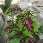 Amaranthus tricolorLeaf