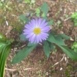Symphyotrichum laeve Цвят