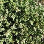 Teucrium compactum Hábito