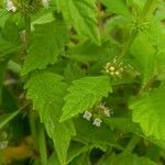 Lycopus europaeus Leaf